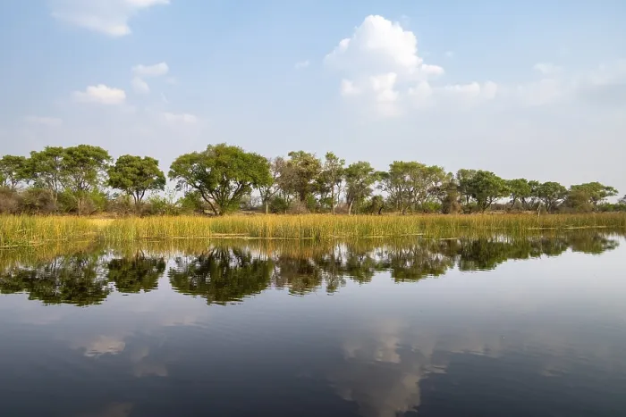 Gerahmter Druck : Bäume im Wasser, Flusslandschaft. Gerahmter Druck : Bäume im Wasser, Flusslandschaft.