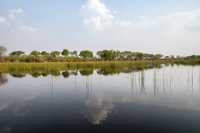 Gerahmter Druck : Bäume im Wasser, Flusslandschaft. Gerahmter Druck : Bäume im Wasser, Flusslandschaft.