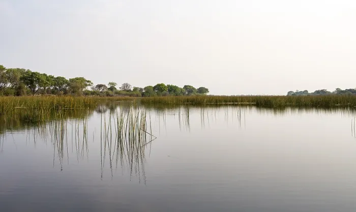 Gerahmter Druck : Bäume im Wasser, Flusslandschaft. Gerahmter Druck : Bäume im Wasser, Flusslandschaft.