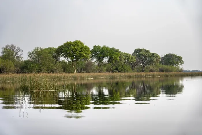 Gerahmter Druck : Bäume im Wasser, Flusslandschaft. Gerahmter Druck : Bäume im Wasser, Flusslandschaft.