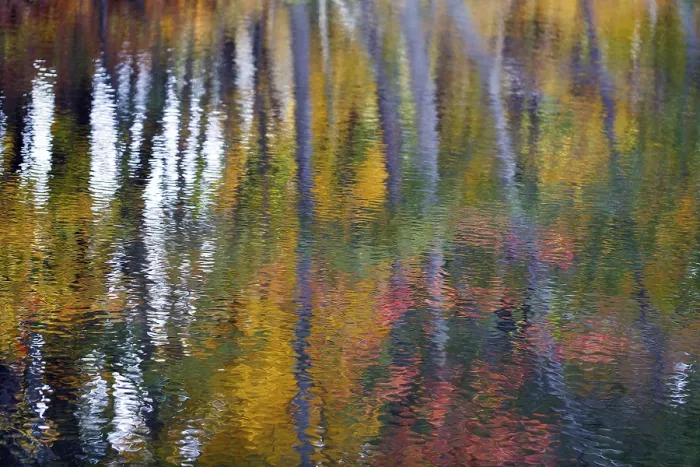 Gerahmter Druck : Bäume im Wasser spiegeln. Gerahmter Druck : Bäume im Wasser spiegeln.