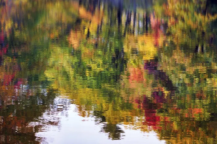 Gerahmter Druck : Bäume im Wasser spiegelnd. Gerahmter Druck : Bäume im Wasser spiegelnd.