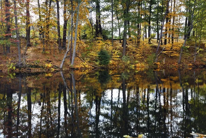 Gerahmter Druck : Bäume im Wasser spiegeln. Gerahmter Druck : Bäume im Wasser spiegeln.