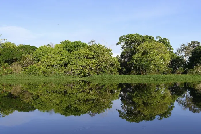 Gerahmter Druck : Bäume spiegeln sich in einem Amazonas-Zufluss, Bundesstaat Amazonas, Brasilien. Gerahmter Druck : Bäume spiegeln sich in einem Amazonas-Zufluss, Bundesstaat Amazonas, Brasilien.