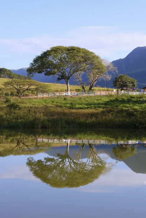 Gerahmter Druck : Bäume, die sich in einem Teich spiegeln, Serra da Canastra. Gerahmter Druck : Bäume, die sich in einem Teich spiegeln, Serra da Canastra.