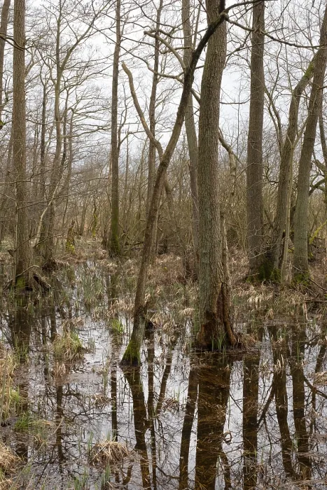 Gerahmter Druck : Bäume mit Spiegelung, Sumpfland. Gerahmter Druck : Bäume mit Spiegelung, Sumpfland.