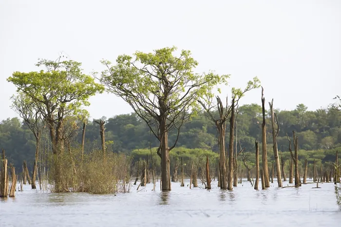 Gerahmter Druck : Bäume im Rio Amazonas, Manaus. Gerahmter Druck : Bäume im Rio Amazonas, Manaus.