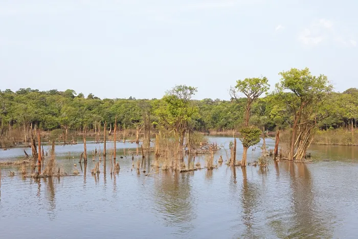 Gerahmter Druck : Bäume am Rio Amazonas in Manaus, Bundesstaat Amazonas, Brasilien