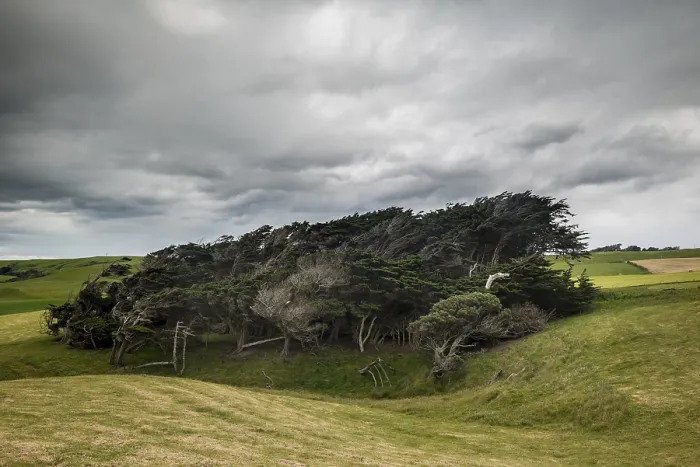 Gerahmter Druck : Bäume geformt vom Wind, Slope Point.