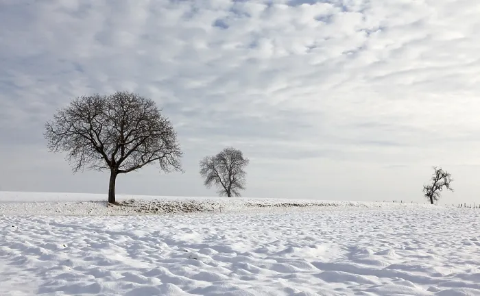 Gerahmter Druck : Bäume im Schnee. Gerahmter Druck : Bäume im Schnee.
