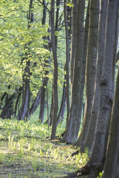 Gerahmter Druck : Bäume im Frühlingspark. Gerahmter Druck : Bäume im Frühlingspark.