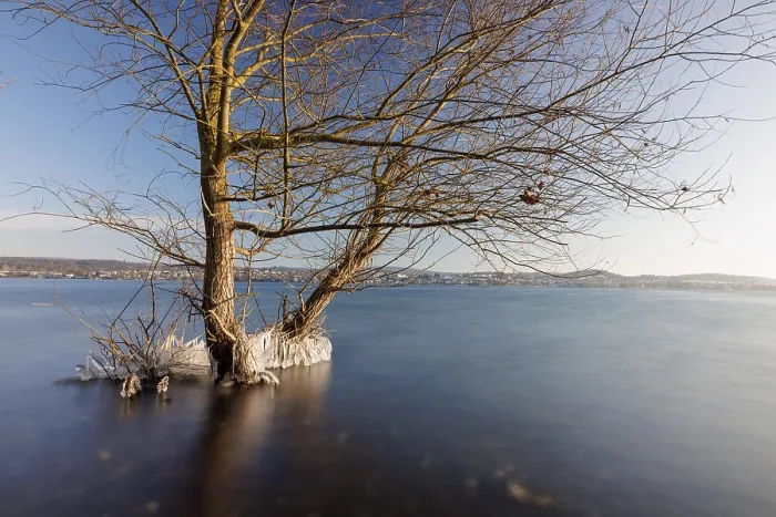 Gerahmter Druck : Zwei Bäume stehen im Wasser eines Sees. Gerahmter Druck : Zwei Bäume stehen im Wasser eines Sees.