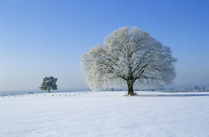 Gerahmter Druck : Bäume im Winter in Deutschland. Gerahmter Druck : Bäume im Winter in Deutschland.