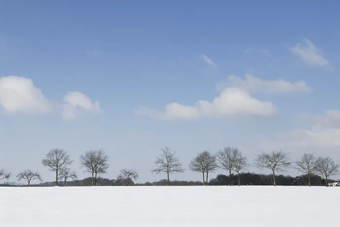 Gerahmter Druck : Bäume in einer Winterlandschaft. Gerahmter Druck : Bäume in einer Winterlandschaft.