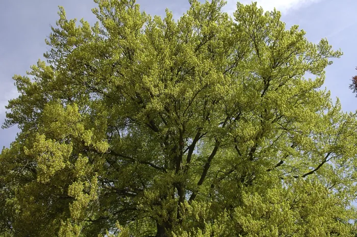 Gerahmter Druck : Astgipfel eines Buchenbaumes, Gemeine Buche (Fagus sylvatica) Gerahmter Druck : Astgipfel eines Buchenbaumes, Gemeine Buche (Fagus sylvatica)