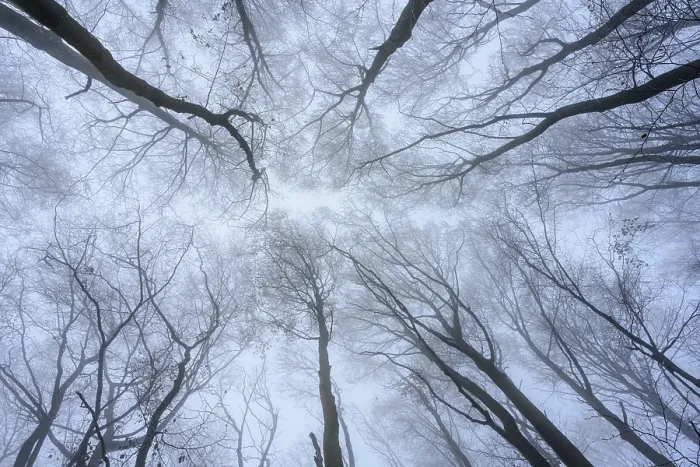 Gerahmter Druck : Bäume in einem Buchenwald in Nebel. Gerahmter Druck : Bäume in einem Buchenwald in Nebel.