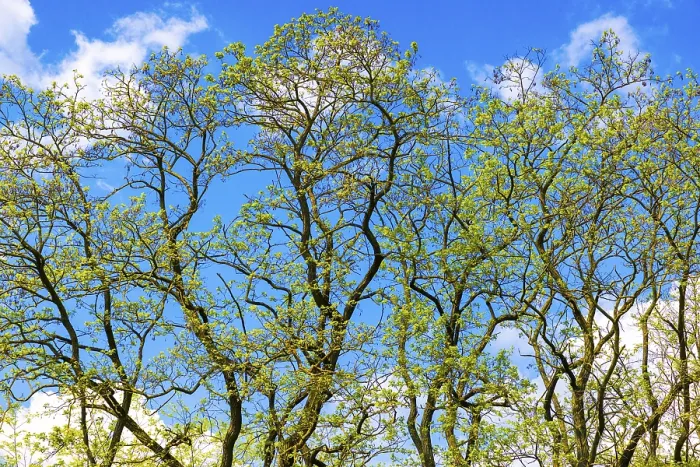 Gerahmter Druck : Bäume gegen einen blauen Himmel, Ternitz. Gerahmter Druck : Bäume gegen einen blauen Himmel, Ternitz.