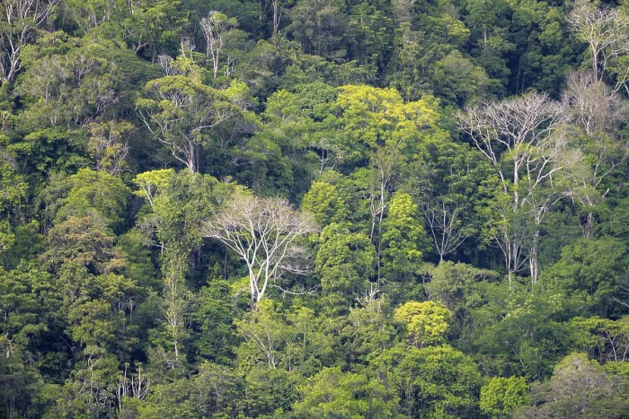 Gerahmter Druck : Dichter Regenwald mit dichten Baumwipfeln, Osa-Halbinsel, Puntarenas-Provinz, Costa Rica Gerahmter Druck : Dichter Regenwald mit dichten Baumwipfeln, Osa-Halbinsel, Puntarenas-Provinz, Costa Rica