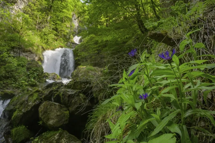 Gerahmter Druck : Trefflingfall, Puchenstuben, Niederösterreich Gerahmter Druck : Trefflingfall, Puchenstuben, Niederösterreich