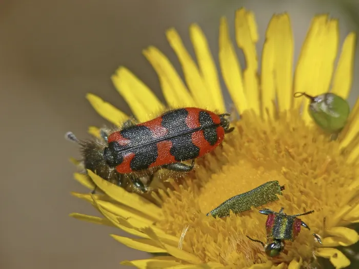 Gerahmter Druck : Trichodes alvearius, Bienenwolf Gerahmter Druck : Trichodes alvearius, Bienenwolf