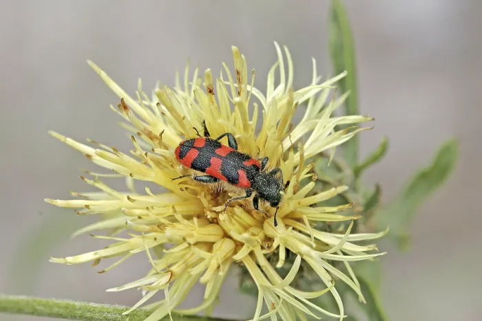 Gerahmter Druck : Trichodes alvearius, Bienenwolf Gerahmter Druck : Trichodes alvearius, Bienenwolf