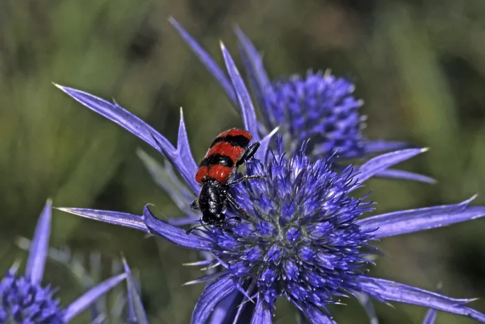 Gerahmter Druck : Trichodes apiarius, Bienenwolf Gerahmter Druck : Trichodes apiarius, Bienenwolf
