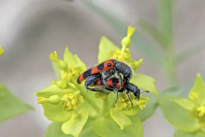 Gerahmter Druck : Der Bienenwolf Trichodes apiarius Gerahmter Druck : Der Bienenwolf Trichodes apiarius