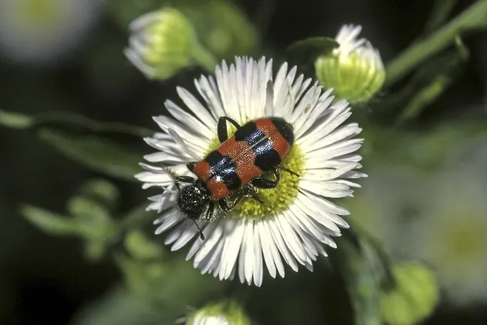 Gerahmter Druck : Trichodes apiarius, Bienenwolf. Gerahmter Druck : Trichodes apiarius, Bienenwolf.