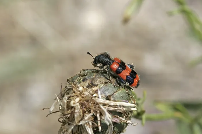 Gerahmter Druck : Trichodes apiarius, Bienenwolf. Gerahmter Druck : Trichodes apiarius, Bienenwolf.