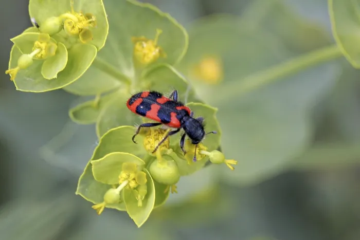Gerahmter Druck : Trichodes apiarius, Bienenwolf Gerahmter Druck : Trichodes apiarius, Bienenwolf