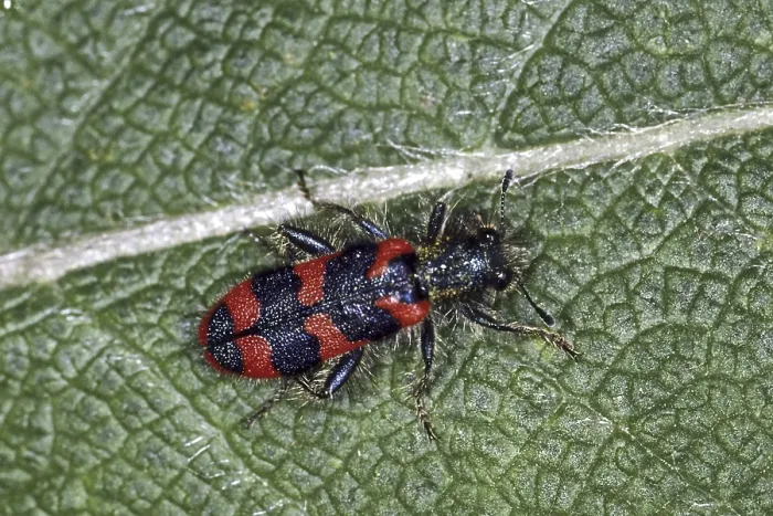 Gerahmter Druck : Trichodes apiarius, Bienenwolf. Gerahmter Druck : Trichodes apiarius, Bienenwolf.