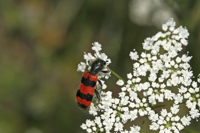 Gerahmter Druck : Trichodes apiarius, Bienenwolf Gerahmter Druck : Trichodes apiarius, Bienenwolf