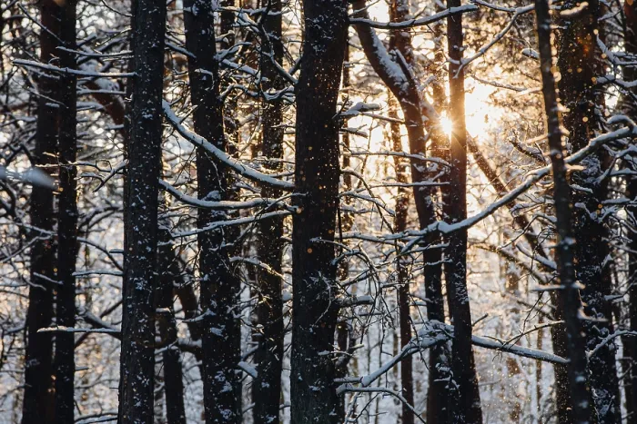 Gerahmter Druck : Schneeflocken fallen langsam in das Licht. Gerahmter Druck : Schneeflocken fallen langsam in das Licht.