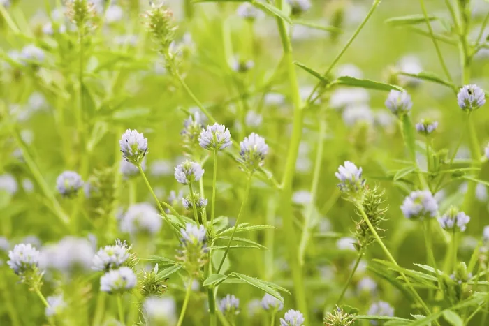Gerahmter Druck : Trigonella caerulea Gerahmter Druck : Trigonella caerulea