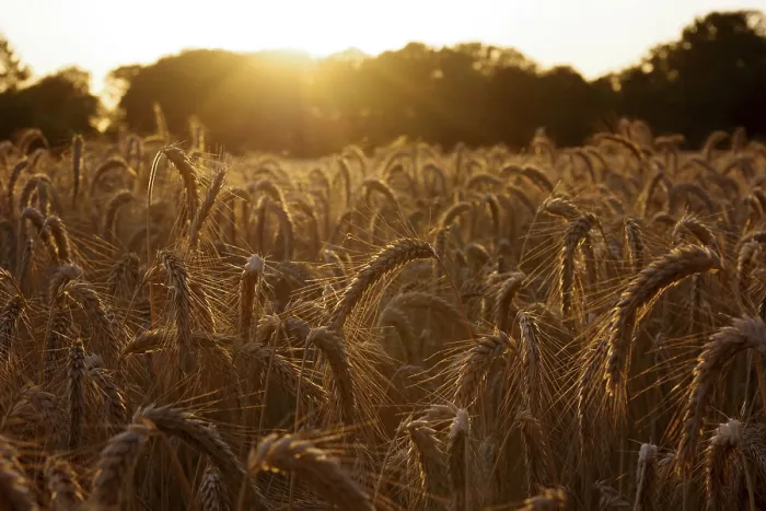 Gerahmter Druck : Triticale, Maisfeld, Abendsonne. Gerahmter Druck : Triticale, Maisfeld, Abendsonne.