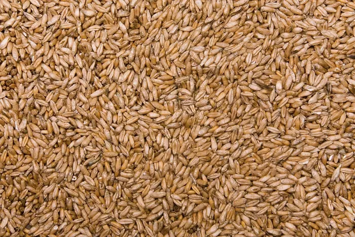 Gerahmter Druck : Tritikale Gerahmter Druck : Tritikale