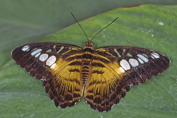 Gerahmter Druck : Tropischer Schmetterling Gerahmter Druck : Tropischer Schmetterling