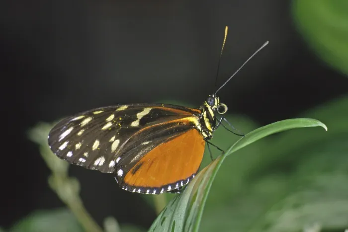 Gerahmter Druck : Tropischer Schmetterling Gerahmter Druck : Tropischer Schmetterling