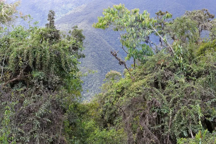 Gerahmter Druck : Tropischer Wolkenwaldlandschaft, Manu-Nationalpark, Peru Gerahmter Druck : Tropischer Wolkenwaldlandschaft, Manu-Nationalpark, Peru