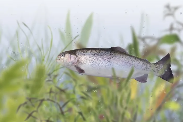 Gerahmter Druck : Trout Gerahmter Druck : Trout