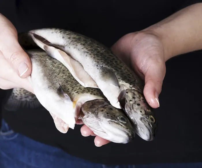 Gerahmter Druck : Trouts Gerahmter Druck : Trouts