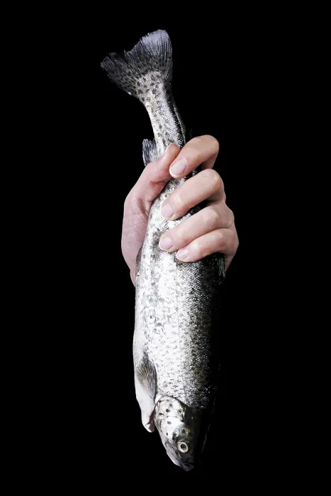 Gerahmter Druck : Trouts Gerahmter Druck : Trouts