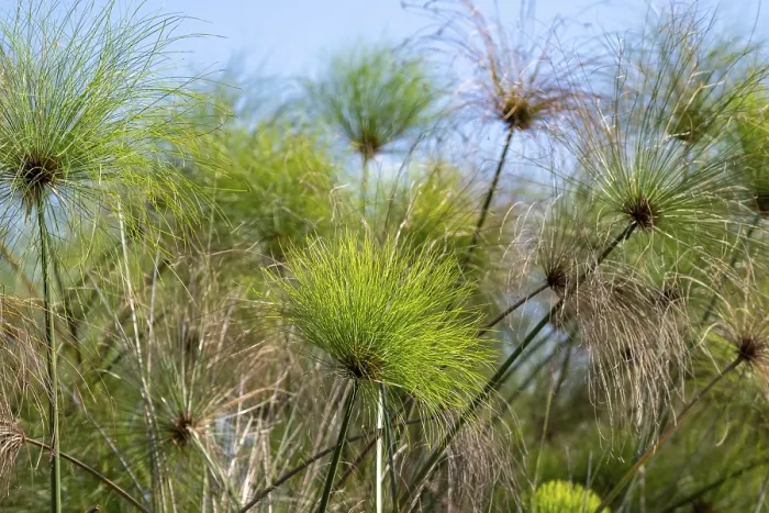 Gerahmter Druck : Wahrer Papyrus (Cyperus papyrus) Gerahmter Druck : Wahrer Papyrus (Cyperus papyrus)