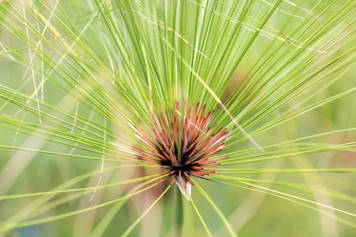 Gerahmter Druck : Wahrer Papyrus-Schilfrohr (Cyperus papyrus) Gerahmter Druck : Wahrer Papyrus-Schilfrohr (Cyperus papyrus)