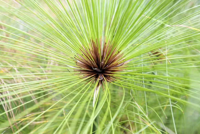Gerahmter Druck : Echte Papyrus-Segge (Cyperus papyrus) Gerahmter Druck : Echte Papyrus-Segge (Cyperus papyrus)
