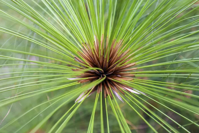Gerahmter Druck : Wahrer Papyrus-Seggen (Cyperus papyrus) Gerahmter Druck : Wahrer Papyrus-Seggen (Cyperus papyrus)