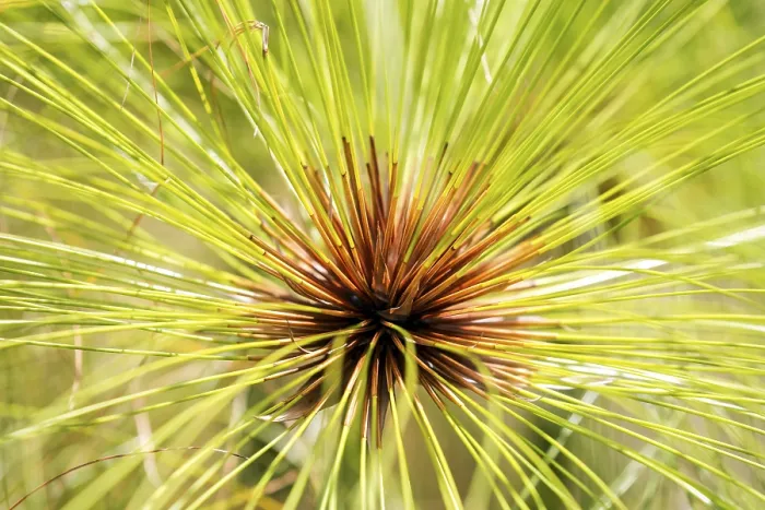 Gerahmter Druck : Wahrer Papyrus-Schilfrohr (Cyperus papyrus) Gerahmter Druck : Wahrer Papyrus-Schilfrohr (Cyperus papyrus)