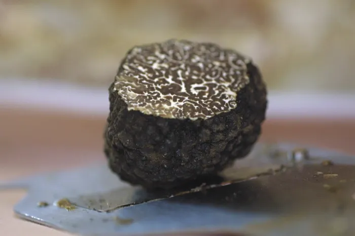 Gerahmter Druck : Truffel Gerahmter Druck : Truffel