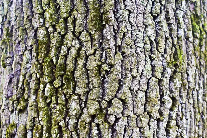 Gerahmter Druck : Stamm, Rinde eines Eichenbaumes (Quercus). Gerahmter Druck : Stamm, Rinde eines Eichenbaumes (Quercus).