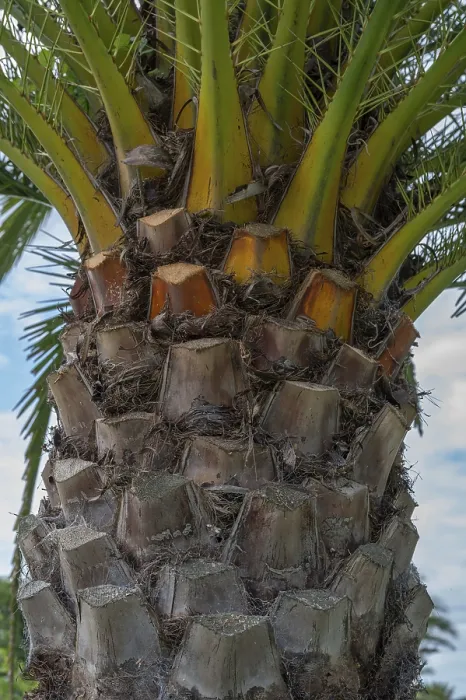 Gerahmter Druck : Stamm einer Palme (Arecaceae) Gerahmter Druck : Stamm einer Palme (Arecaceae)